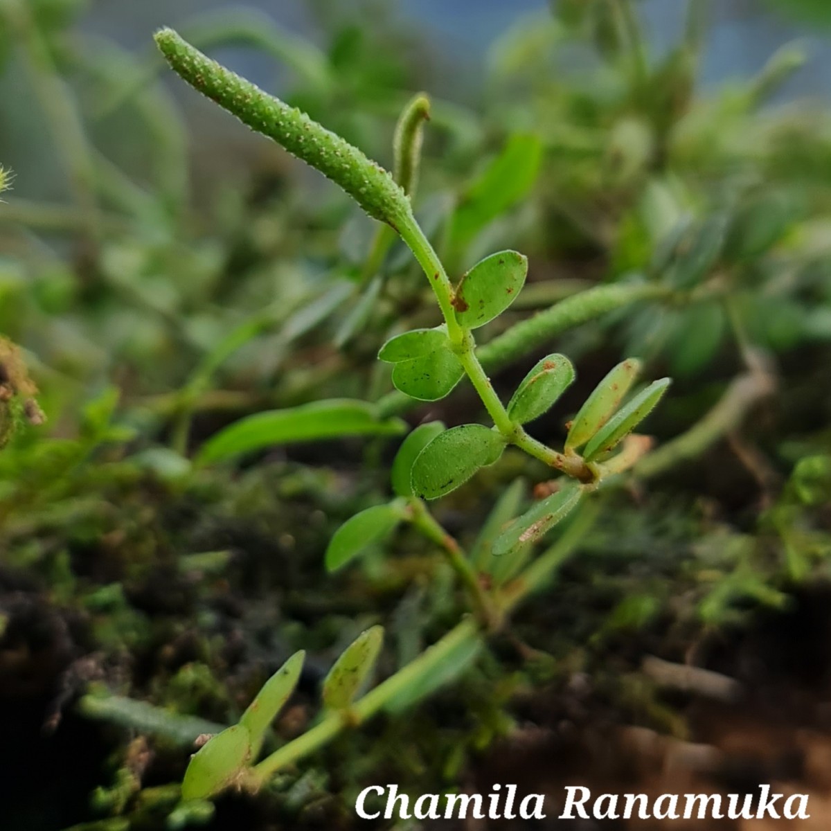 Peperomia tetraphylla (G.Forst.) Hook. & Arn.